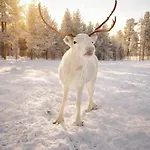 Villa Black Villa, Aurora View Bath & Sauna, Private Design In Lapland *