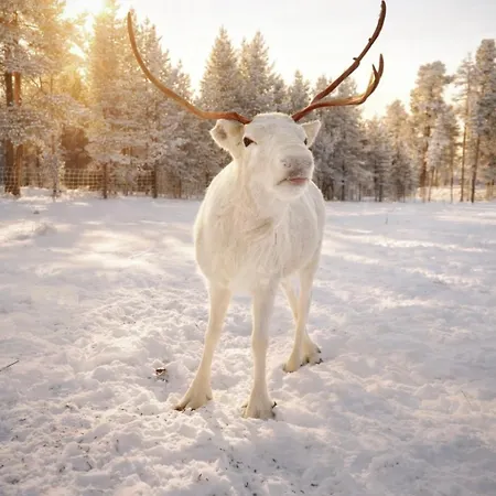 Villa Blackreindeer *